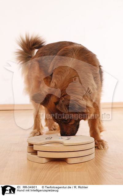 Hund mit Intelligenzspielzeug / RR-34901