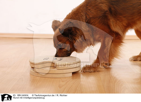 Hund mit Intelligenzspielzeug / RR-34904