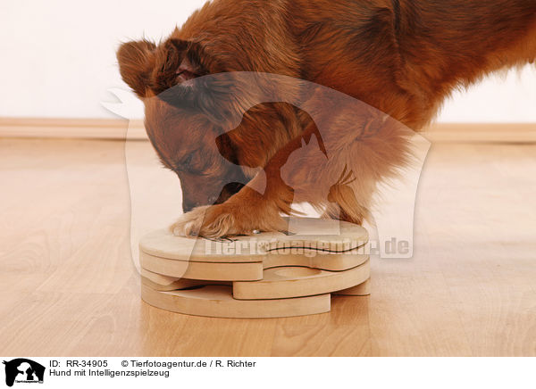Hund mit Intelligenzspielzeug / RR-34905