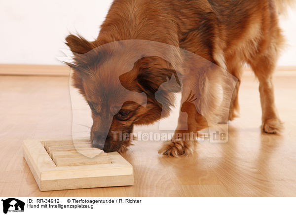 Hund mit Intelligenzspielzeug / RR-34912