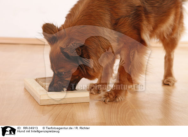 Hund mit Intelligenzspielzeug / dog with intelligence toy / RR-34913
