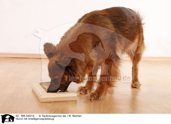 Hund mit Intelligenzspielzeug / RR-34914