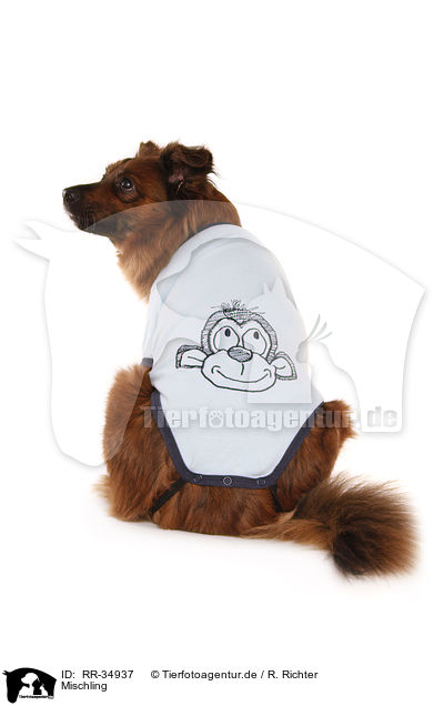 Mischling / mongrel / RR-34937