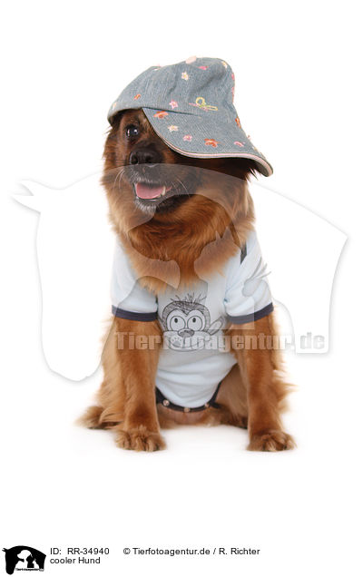 cooler Hund / cool dog / RR-34940