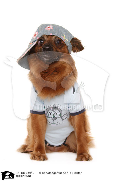 cooler Hund / cool dog / RR-34942