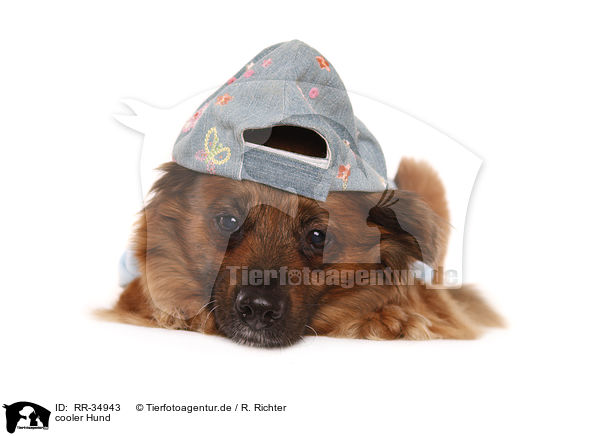 cooler Hund / RR-34943