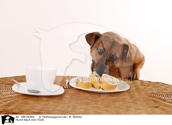 Hund klaut vom Tisch / dog stealing from table / RR-34962