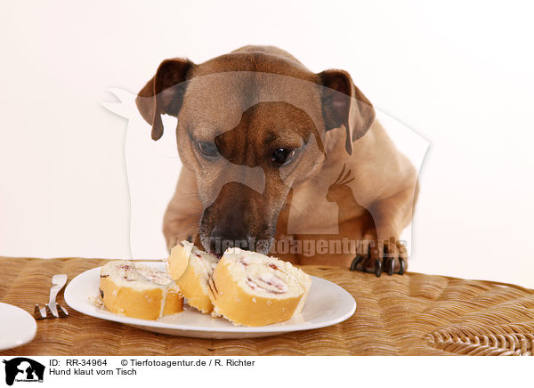 Hund klaut vom Tisch / dog stealing from table / RR-34964