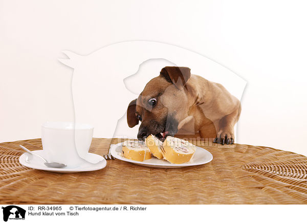 Hund klaut vom Tisch / dog stealing from table / RR-34965