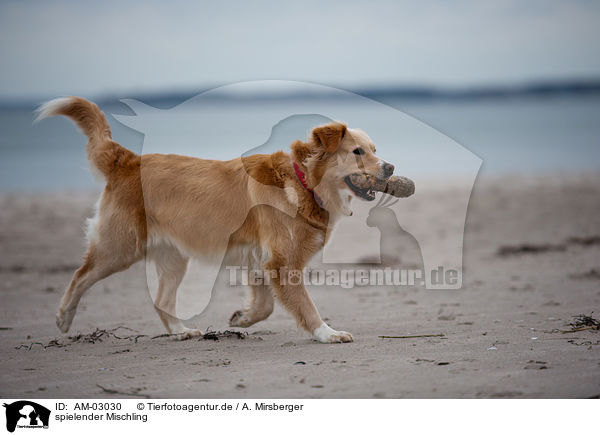 spielender Mischling / playing mongrel / AM-03030
