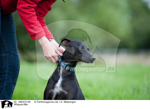 Whippet-Mix / mongrel / AM-03148