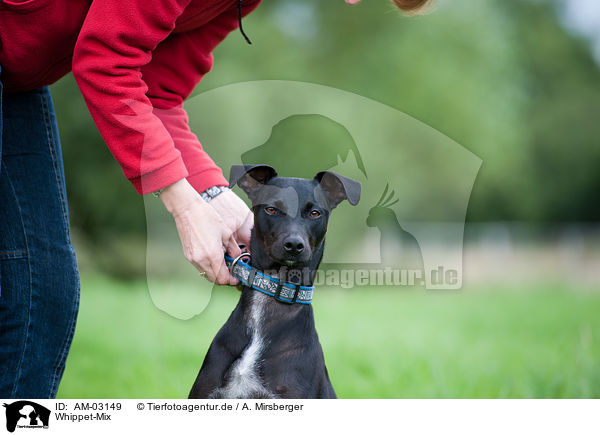 Whippet-Mix / mongrel / AM-03149