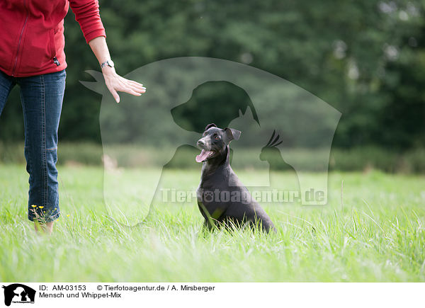 Mensch und Whippet-Mix / human and mongrel / AM-03153
