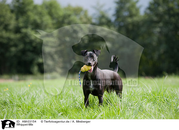 Whippet-Mix / mongrel / AM-03154