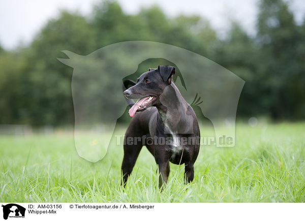 Whippet-Mix / mongrel / AM-03156