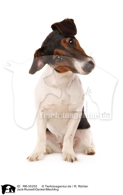 Jack-Russell-Dackel-Mischling / RR-35255