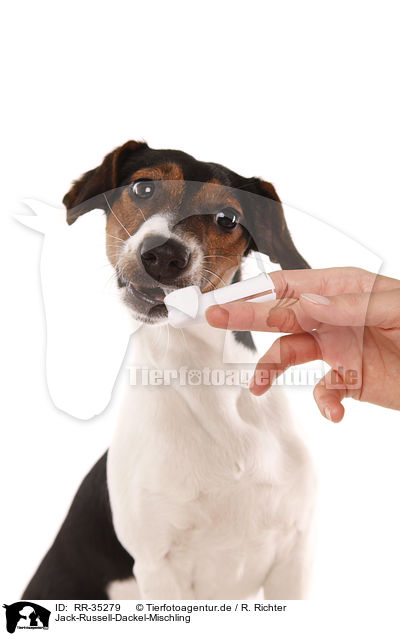 Jack-Russell-Dackel-Mischling / Jack-Russell-Dachshund-Mongrel / RR-35279