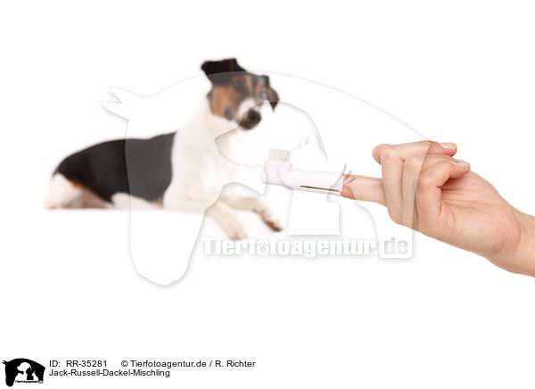 Jack-Russell-Dackel-Mischling / Jack-Russell-Dachshund-Mongrel / RR-35281