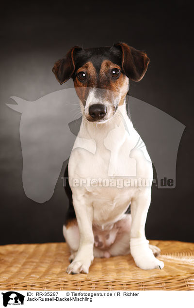 Jack-Russell-Dackel-Mischling / Jack-Russell-Dachshund-Mongrel / RR-35297