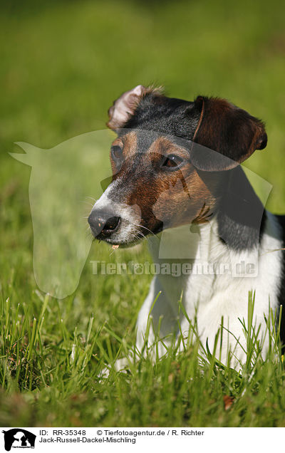 Jack-Russell-Dackel-Mischling / Jack-Russell-Dachshund-Mongrel / RR-35348