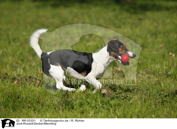 Jack-Russell-Dackel-Mischling / Jack-Russell-Dachshund-Mongrel / RR-35351