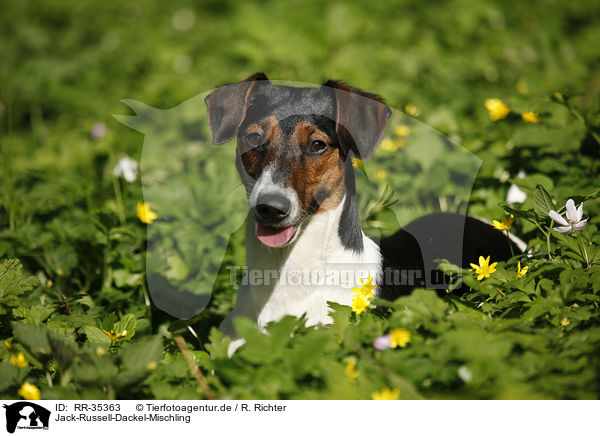 Jack-Russell-Dackel-Mischling / Jack-Russell-Dachshund-Mongrel / RR-35363