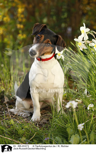 Jack-Russell-Dackel-Mischling / RR-35373