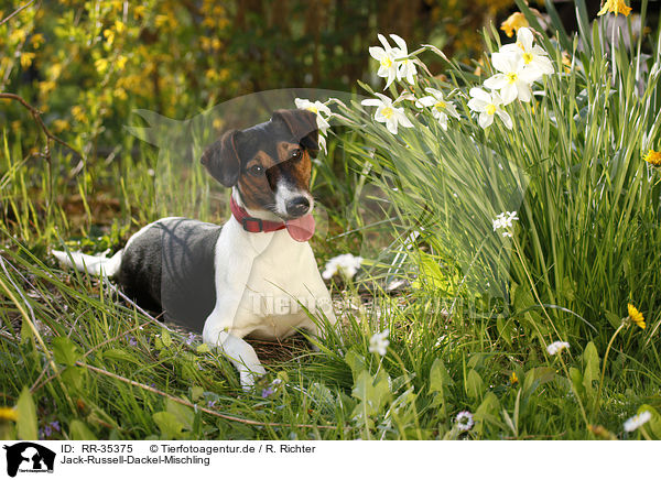 Jack-Russell-Dackel-Mischling / Jack-Russell-Dachshund-Mongrel / RR-35375