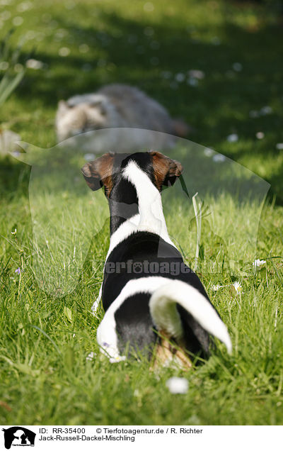 Jack-Russell-Dackel-Mischling / Jack-Russell-Dachshund-Mongrel / RR-35400