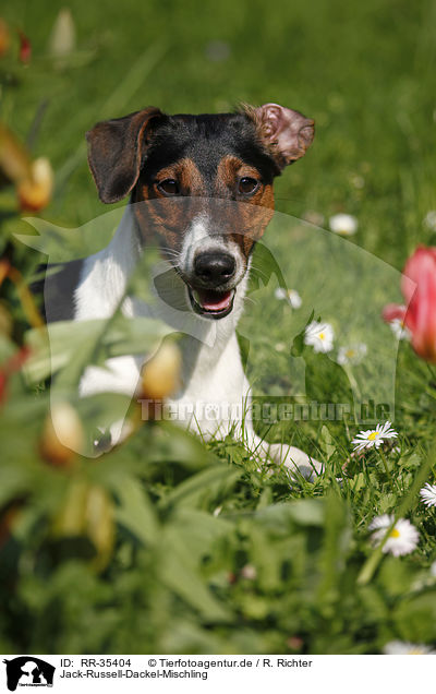 Jack-Russell-Dackel-Mischling / Jack-Russell-Dachshund-Mongrel / RR-35404
