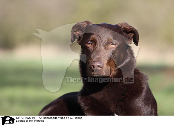 Labrador-Mix Portrait / mongrel portrait / CR-02040