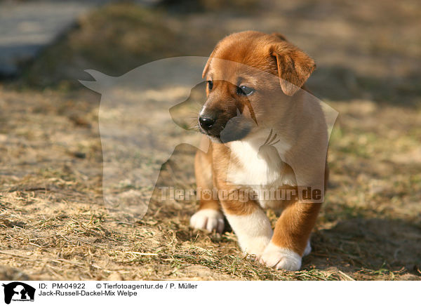 Jack-Russell-Dackel-Mix Welpe / mongrel puppy / PM-04922