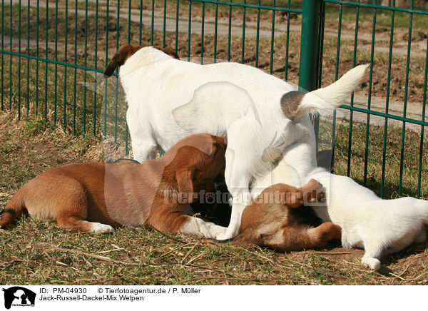 Jack-Russell-Dackel-Mix Welpen / mongrel puppies / PM-04930