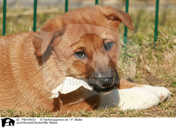 Jack-Russell-Dackel-Mix Welpe / mongrel puppy / PM-04933