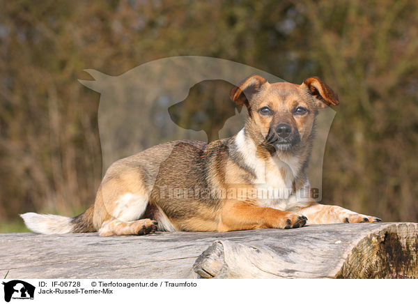 Jack-Russell-Terrier-Mix / Jack Russell Terrier mongrel / IF-06728
