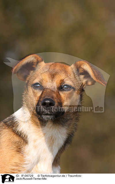 Jack-Russell-Terrier-Mix / Jack Russell Terrier mongrel / IF-06729
