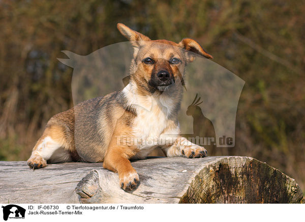 Jack-Russell-Terrier-Mix / Jack Russell Terrier mongrel / IF-06730