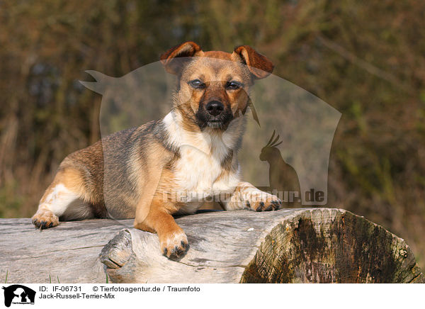 Jack-Russell-Terrier-Mix / Jack Russell Terrier mongrel / IF-06731