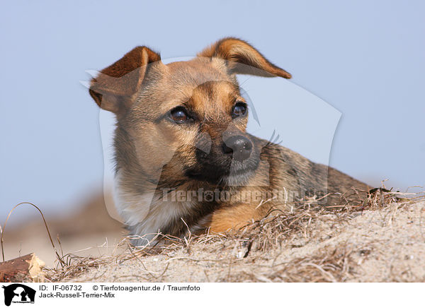 Jack-Russell-Terrier-Mix / Jack Russell Terrier mongrel / IF-06732