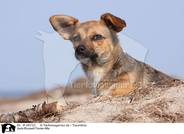 Jack-Russell-Terrier-Mix / Jack Russell Terrier mongrel / IF-06733
