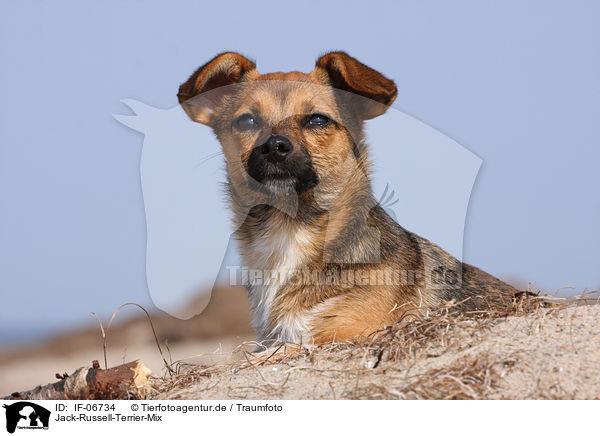Jack-Russell-Terrier-Mix / Jack Russell Terrier mongrel / IF-06734