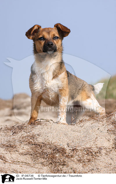 Jack-Russell-Terrier-Mix / Jack Russell Terrier mongrel / IF-06736