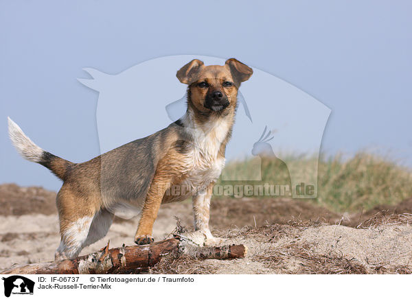 Jack-Russell-Terrier-Mix / Jack Russell Terrier mongrel / IF-06737