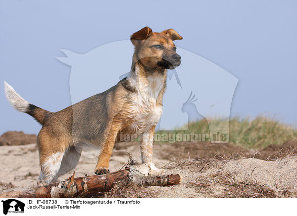 Jack-Russell-Terrier-Mix / Jack Russell Terrier mongrel / IF-06738