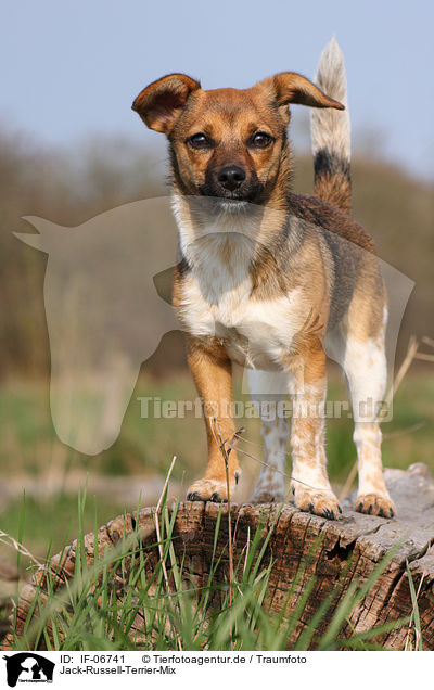 Jack-Russell-Terrier-Mix / Jack Russell Terrier mongrel / IF-06741
