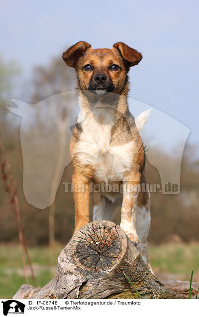 Jack-Russell-Terrier-Mix / Jack Russell Terrier mongrel / IF-06748