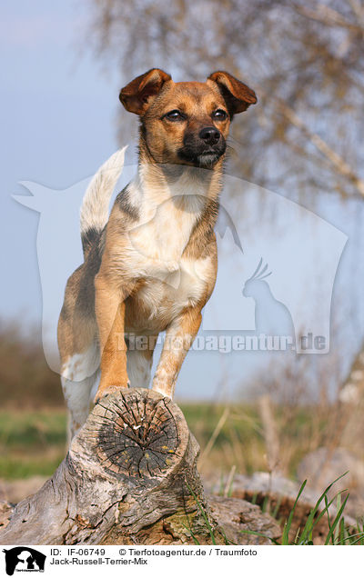 Jack-Russell-Terrier-Mix / Jack Russell Terrier mongrel / IF-06749