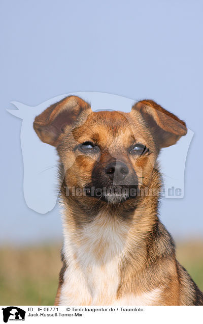 Jack-Russell-Terrier-Mix / Jack Russell Terrier mongrel / IF-06771