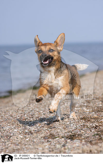 Jack-Russell-Terrier-Mix / IF-06801