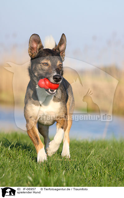 spielender Hund / IF-06957